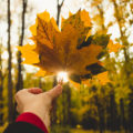 Autumn,Leaves,On,The,Sun.,Maple,Leaves,In,The,Hands